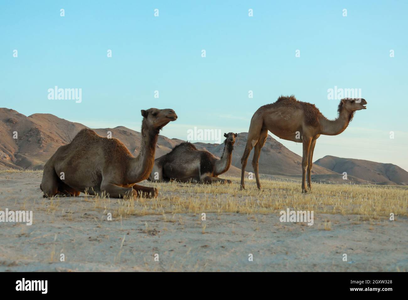 Cammello nel deserto terra all'alba. Concetto di deserto. Foto Stock