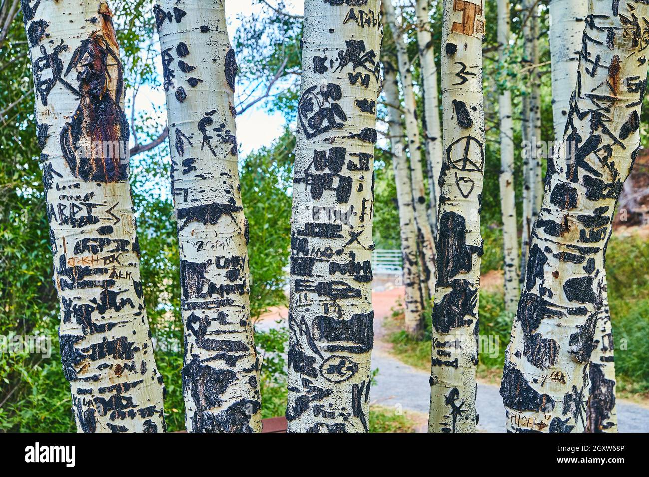 Aspen albero corteccia dettagli in foresta fuori percorso a piedi Foto Stock