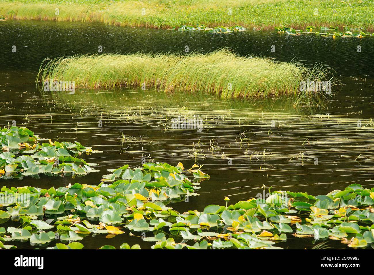 Vegetazione di acqua dolce in una palude, Penisola di Kenai, Alaska, Stati Uniti Foto Stock