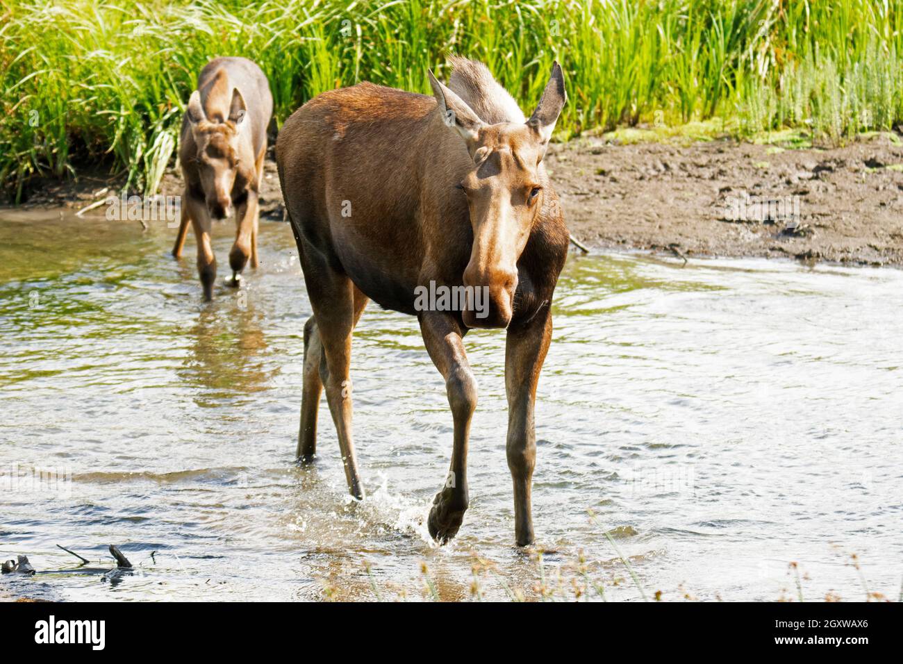 Moose, Alces, madre e vitello, Potter Marsh, Anchorage, Alaska, Stati Uniti Foto Stock