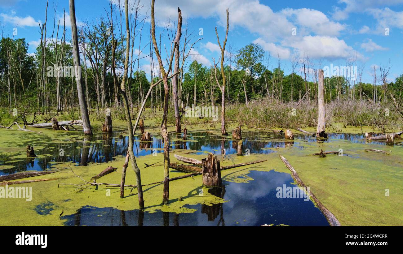 Grande palude ricoperta di alghe verdi e tronchi d'albero Foto Stock
