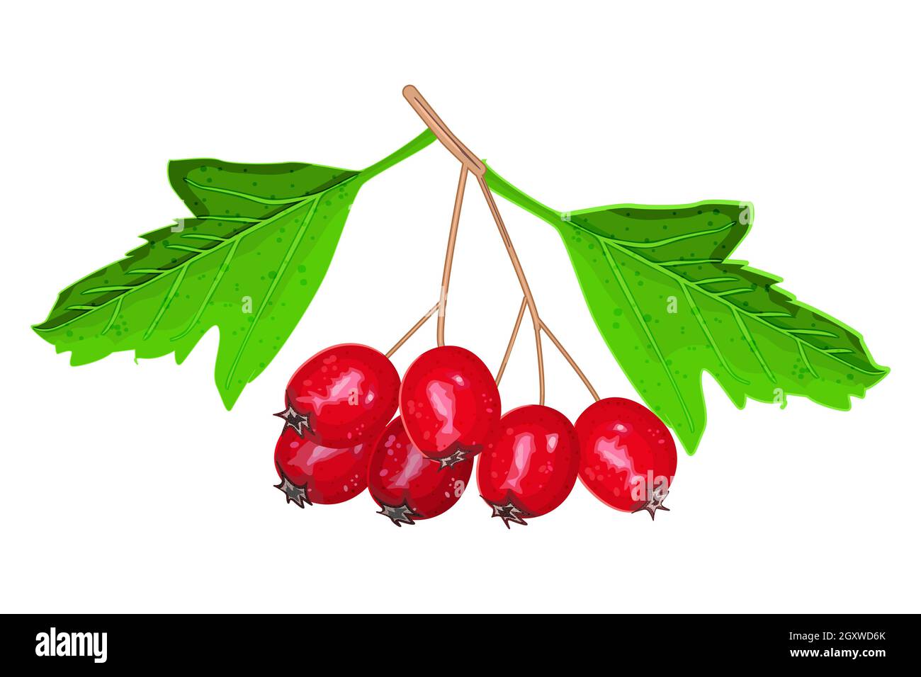 Biancospino isolato su sfondo bianco. Mazzo di biancospino rosso bacche con foglie verdi.Crataegus bacche.Wild pianta ramoscello con bacche.Vector illustrazione Illustrazione Vettoriale