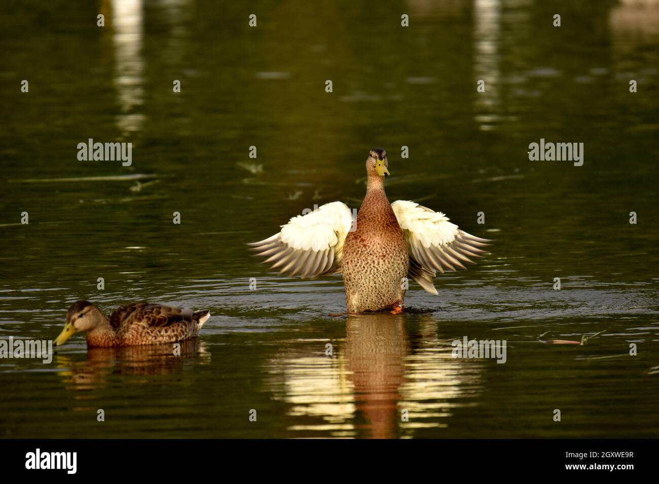 Giovani mallards, Anas platyrhynchos, Potter Marsh, Alaska, USA Foto Stock
