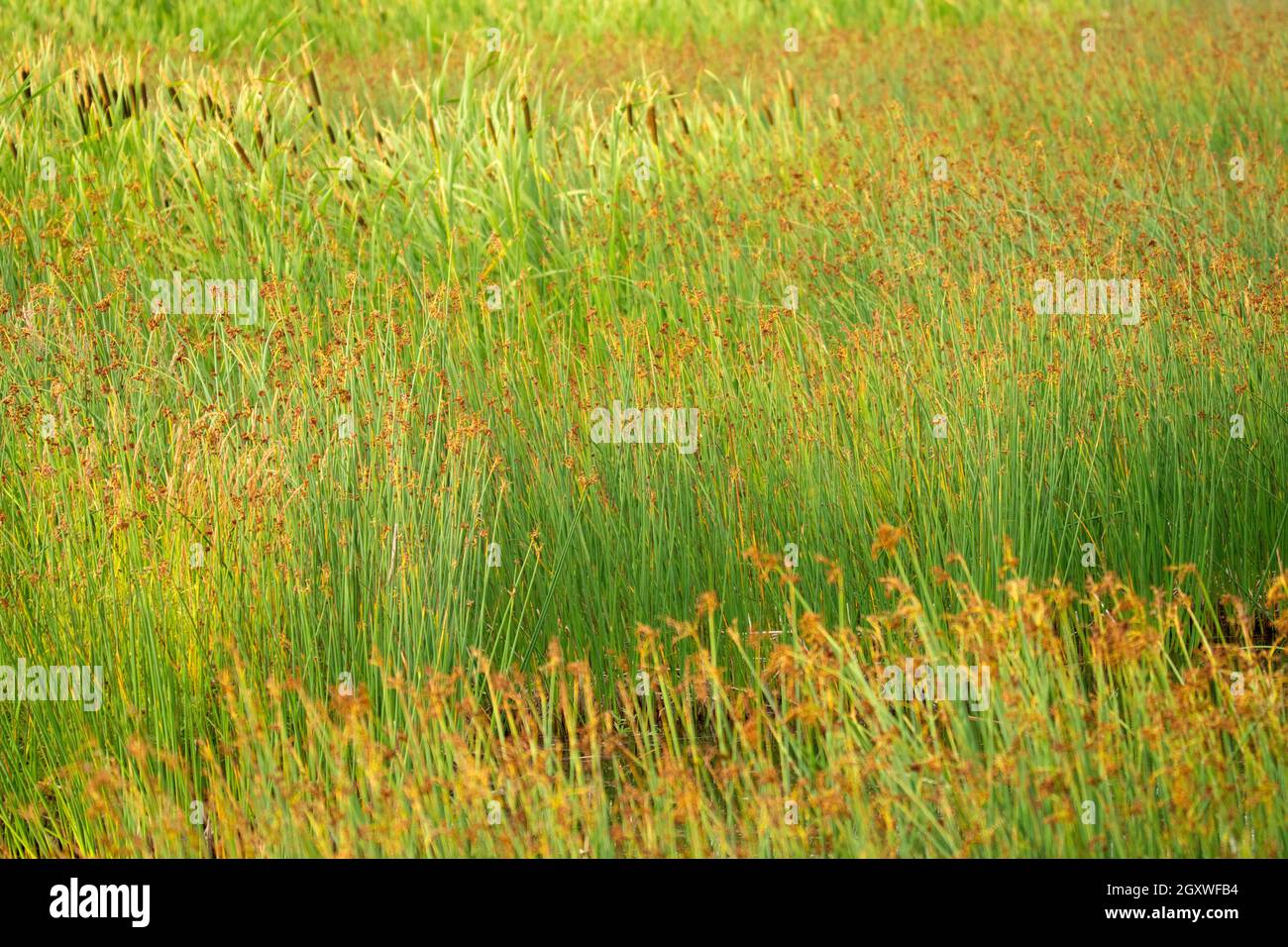 La copertura dell'erba nella palude del Potter durante l'estate, Anchorage, Alaska, Stati Uniti Foto Stock