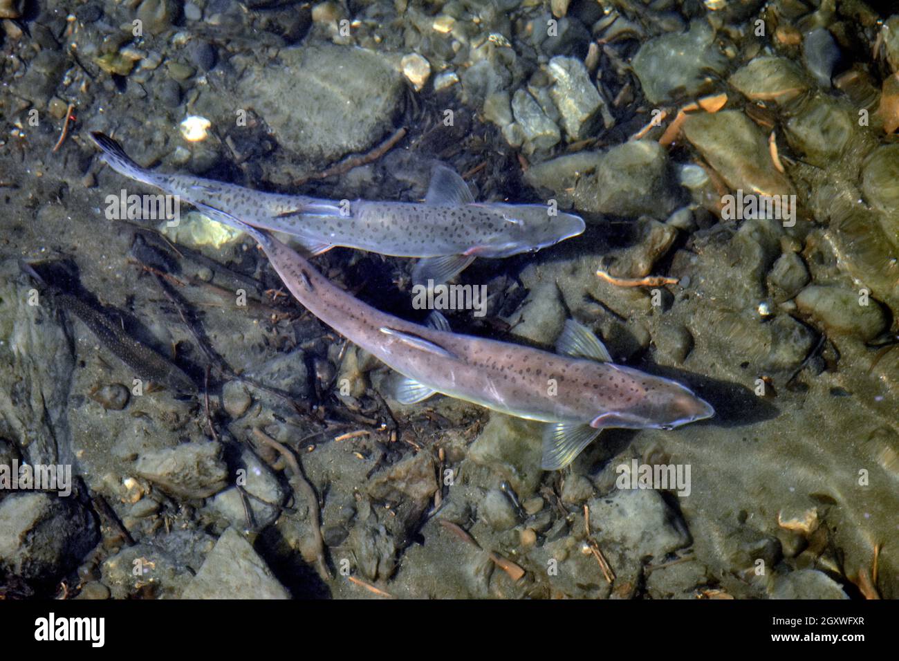 Salmone Chinook, Oncorhynchus tshawytscha, Potter Marsh, Anchorage, Alaska, USA Foto Stock Salmone Chinook, Oncorhynchus tshawytscha, Potter Marsh, Anchorage, Alaska, USA Foto Stock