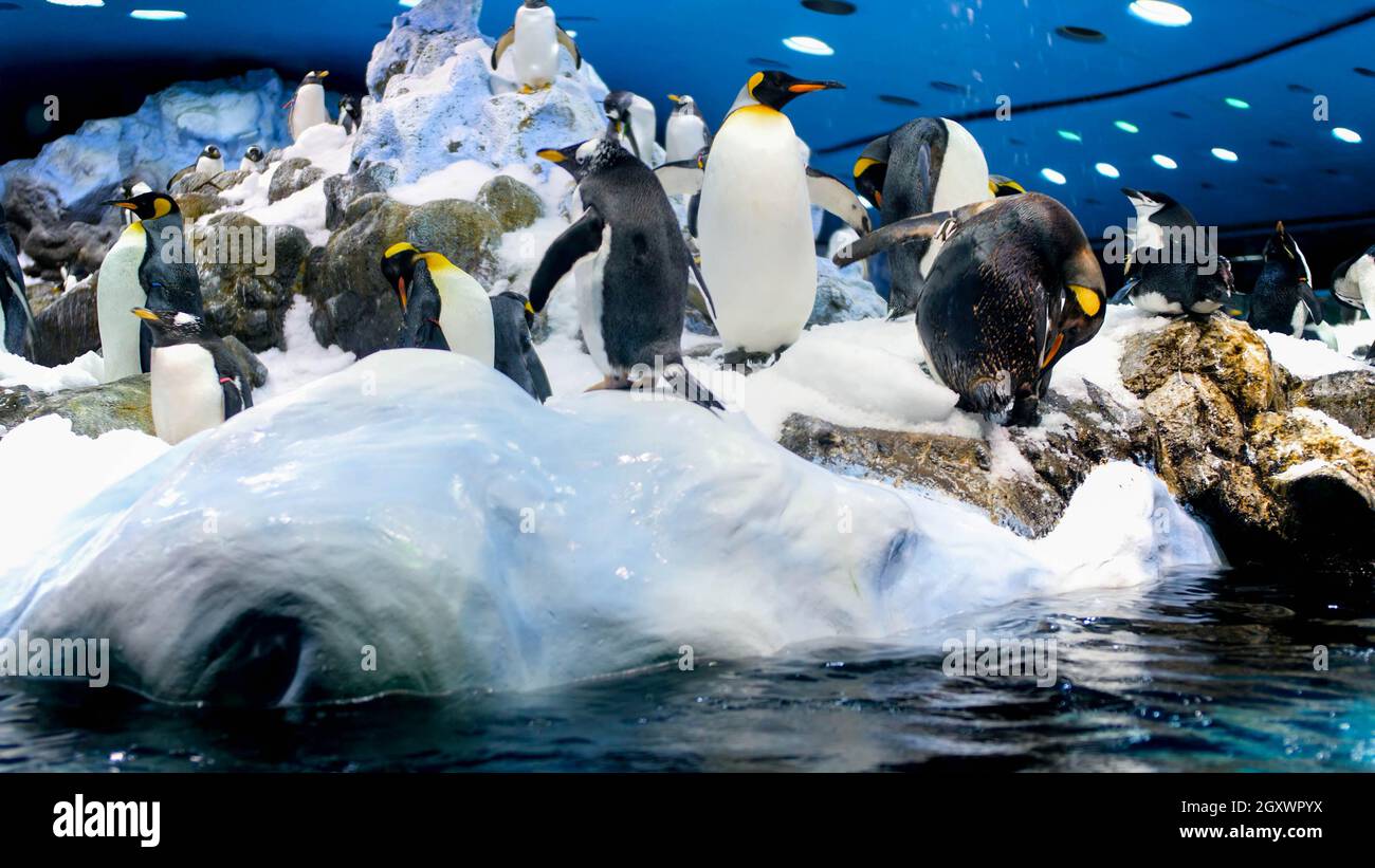 Bei pinguini che vivono sull'iceberg in zoo. Loro parque, Tenerife, Spagna. Foto Stock