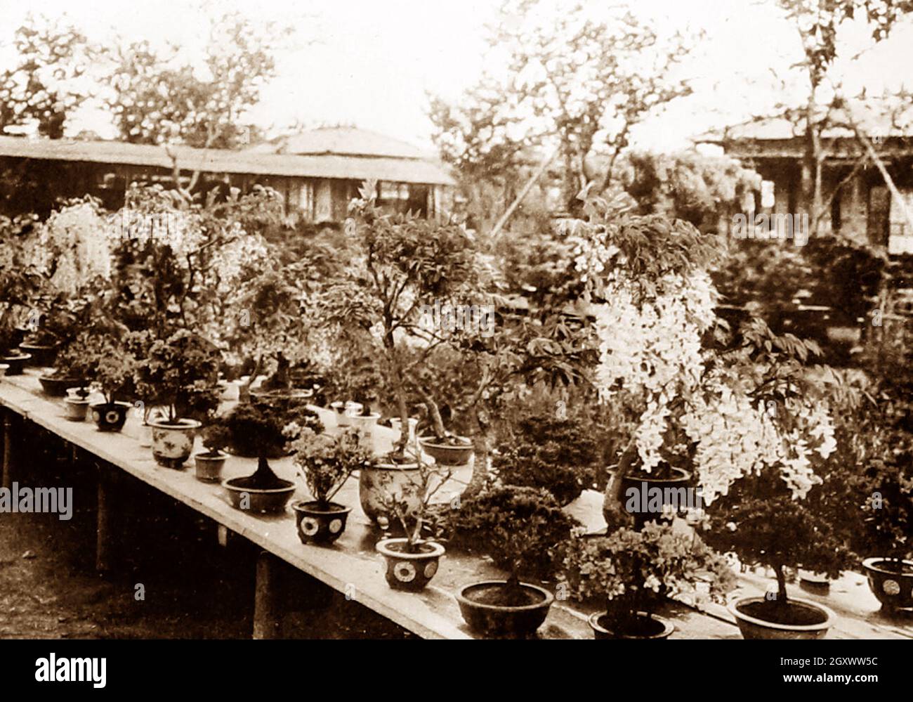 Bonsai alberi, Giappone, primi del 1900 Foto Stock