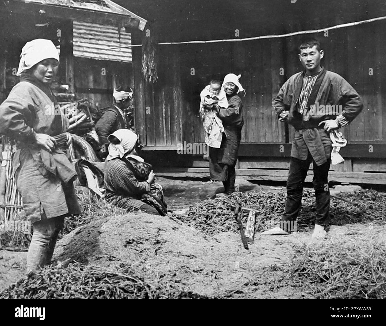 Trebbiatura del grano per fare la farina, Giappone, primi del 1900 Foto Stock