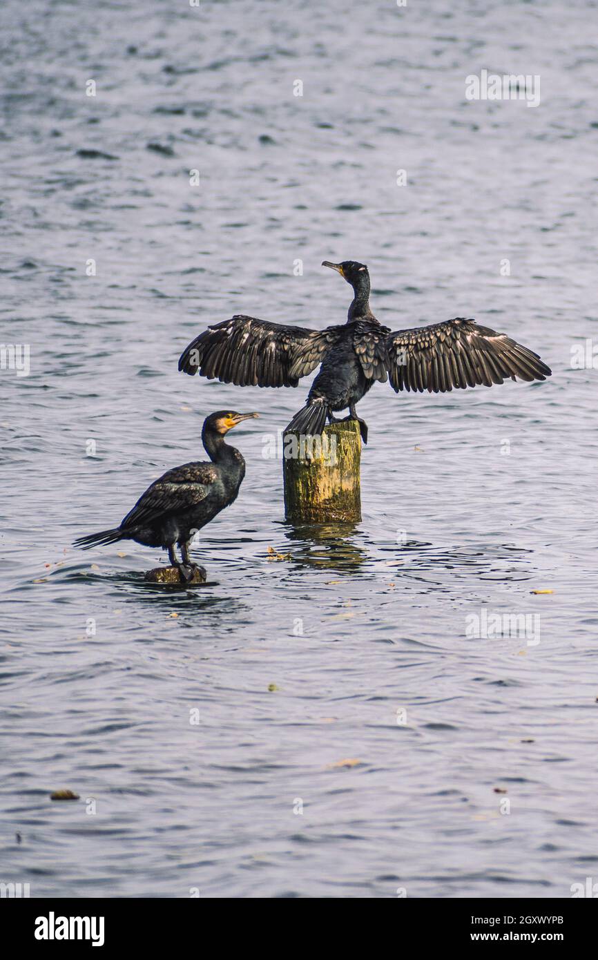 Coppia di cormorani neri su pali in legno, verticali Foto Stock