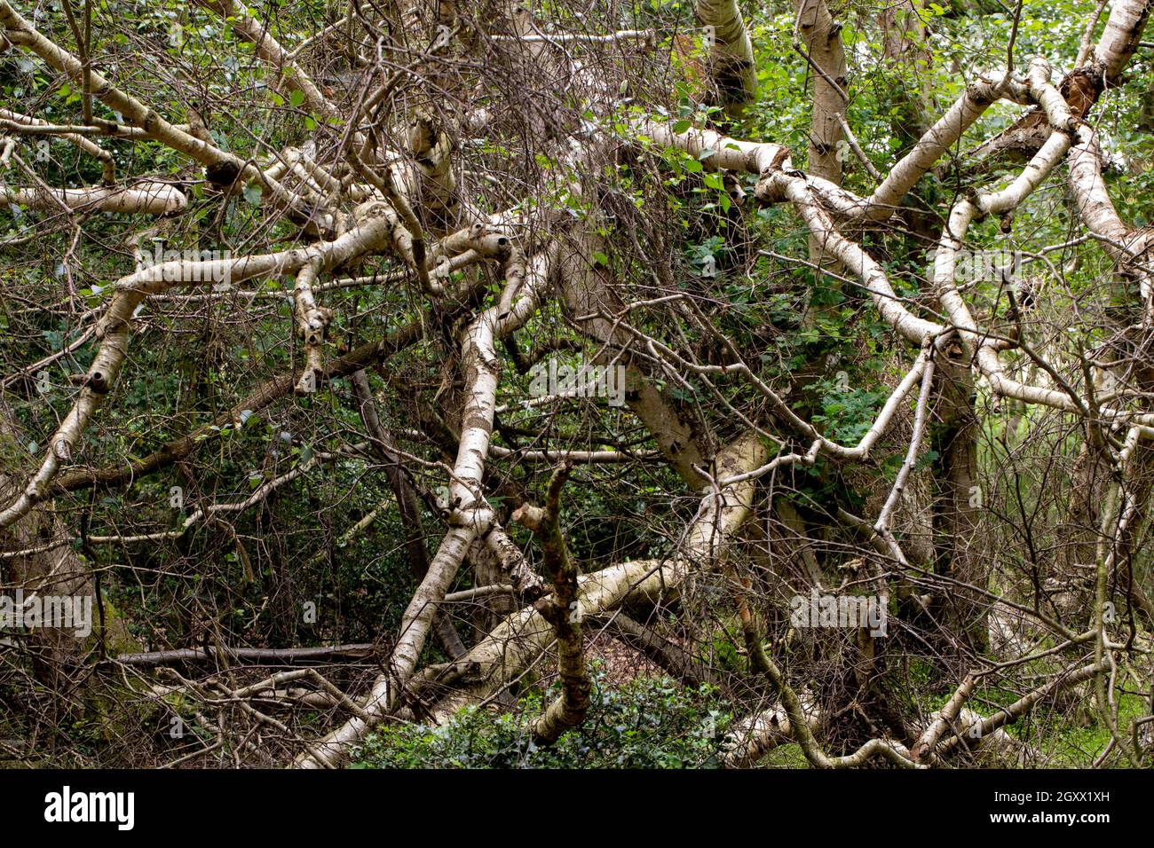 Downy Birch (Betula pubescens). Rami superiori e tronco di un albero morto caduto. Fase di transizione naturale successione di alberi, Calthorpe Broad NNR, Norfo Foto Stock