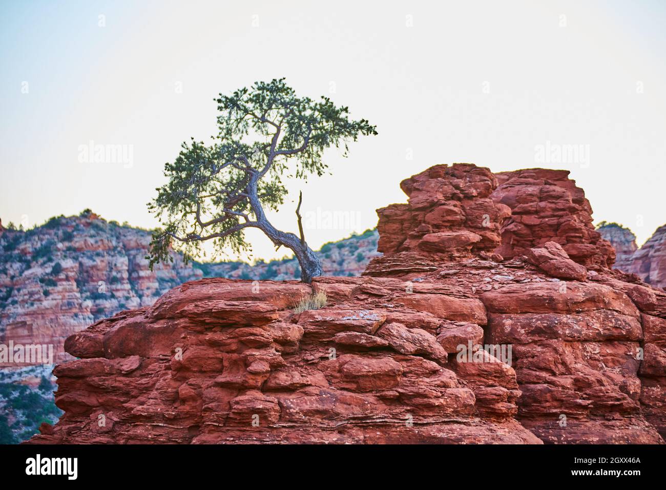 Albero di savanna spazzatura su un affioramento roccioso arancione Foto Stock