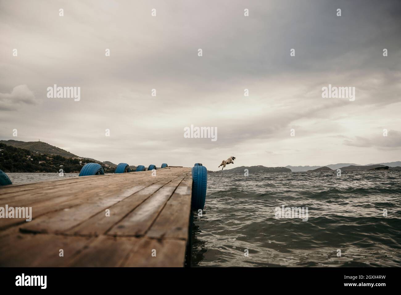Carino cane che salta in mare dal molo del porto Foto Stock