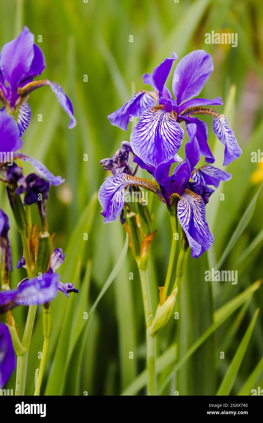 Iridi fioriti colorati nell'erba Foto Stock