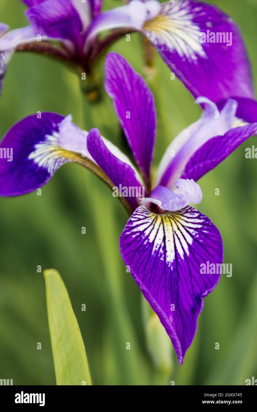 Iridi fioriti colorati nell'erba Foto Stock