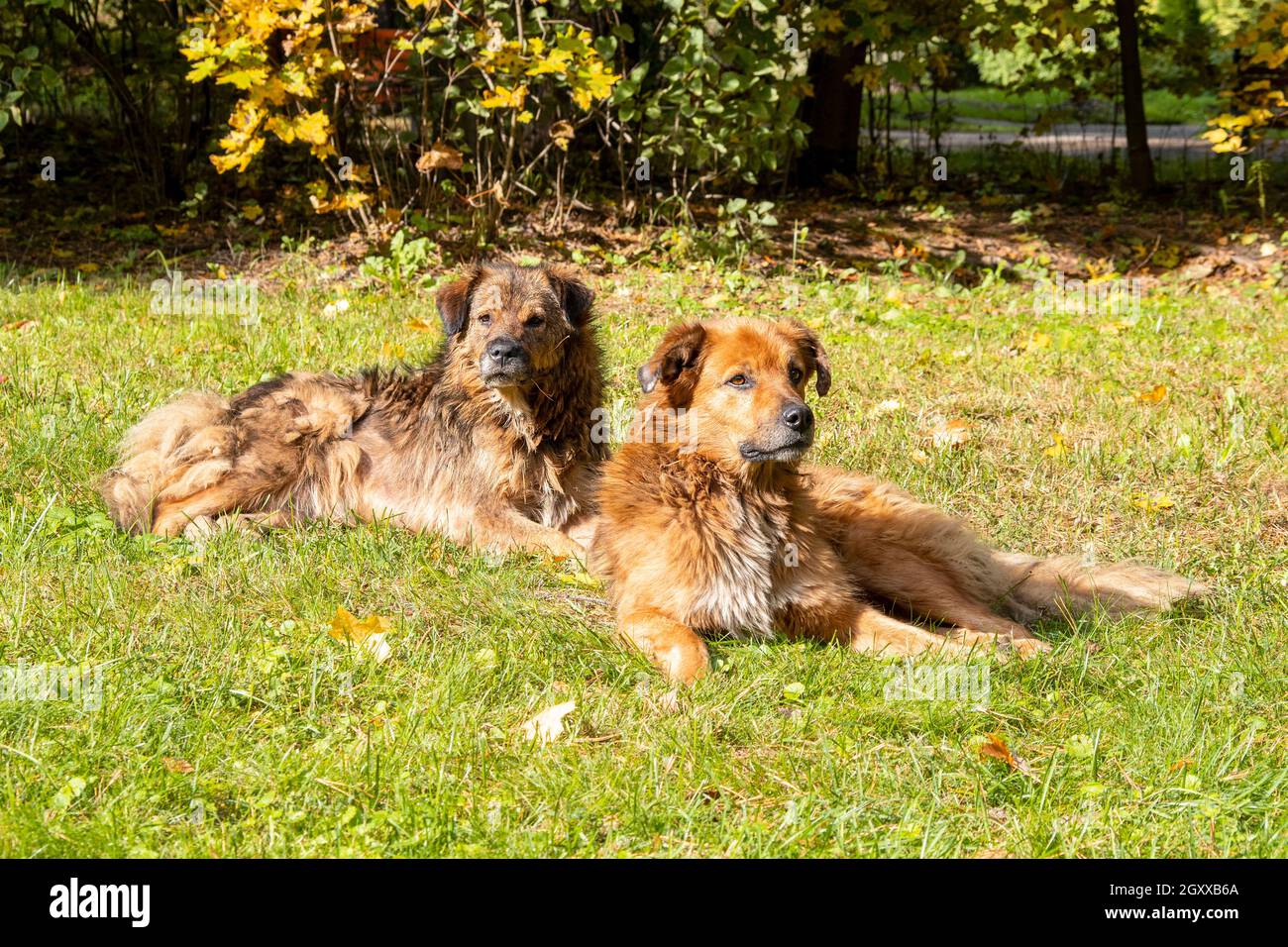 Due cani grandi sull'erba, cani con pelliccia marrone, rosso che giacciono al parco cittadino, cane da cuccia o da pelliccia Foto Stock