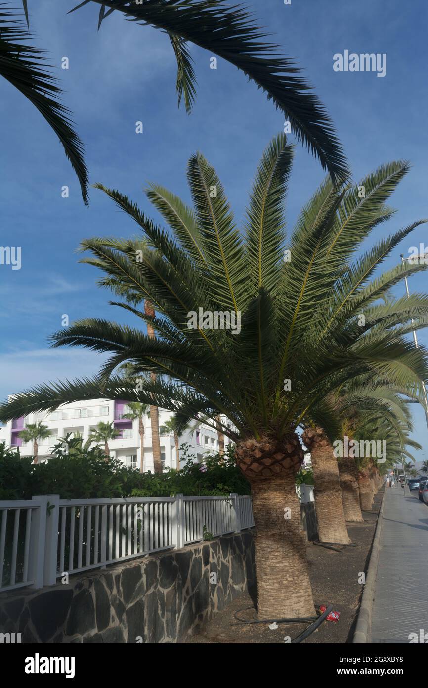Palme a Gran Canaria. Viale di palme su una strada a Gran Canaria Foto Stock