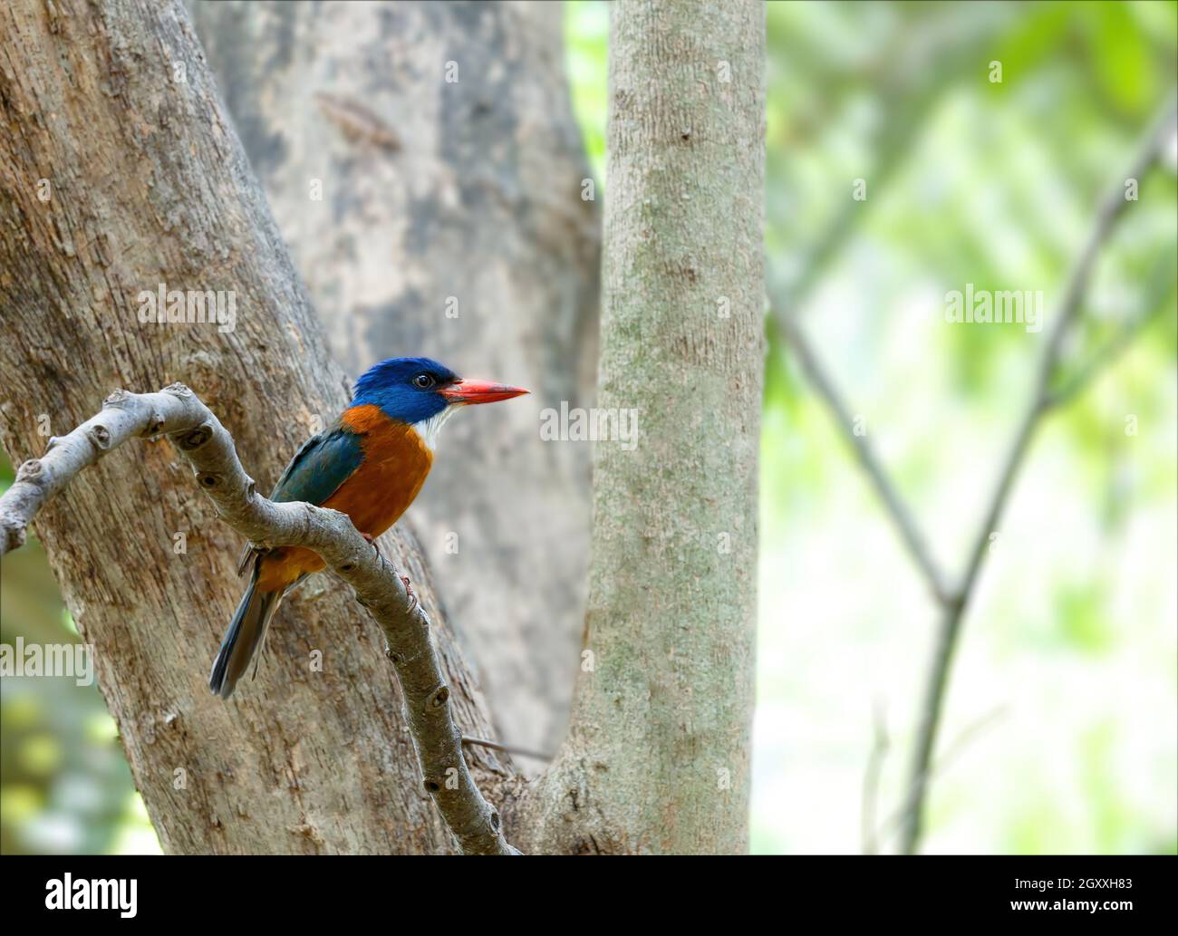 Un bellissimo e colorato uccello verde-backed kingfisher (Actenoides monachus) perches su un ramo nella giungla indonesiana, specie endemiche per la fauna selvatica indonesiana, Foto Stock