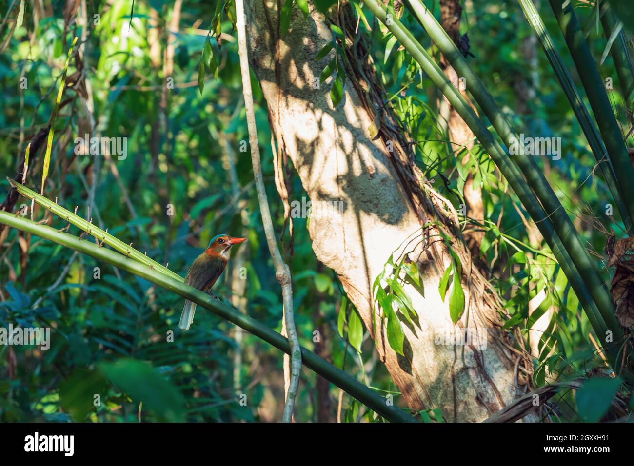 Un bellissimo e colorato uccello verde-backed kingfisher (Actenoides monachus) perches su un ramo nella giungla indonesiana, specie endemiche per la fauna selvatica indonesiana, Foto Stock