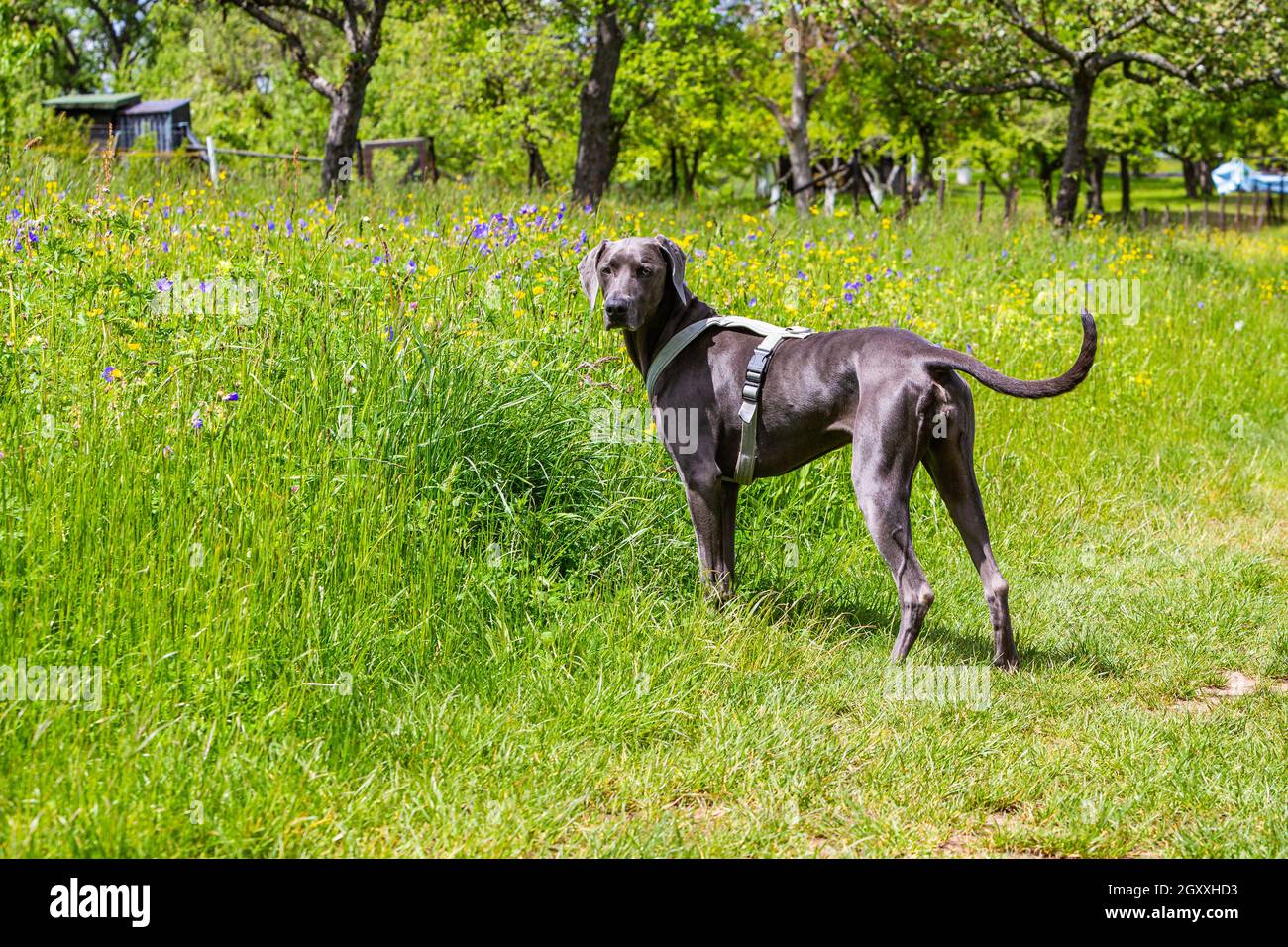 il cane da compagnia weimaraner si trova accanto a un prato verde e guarda indietro al proprietario Foto Stock