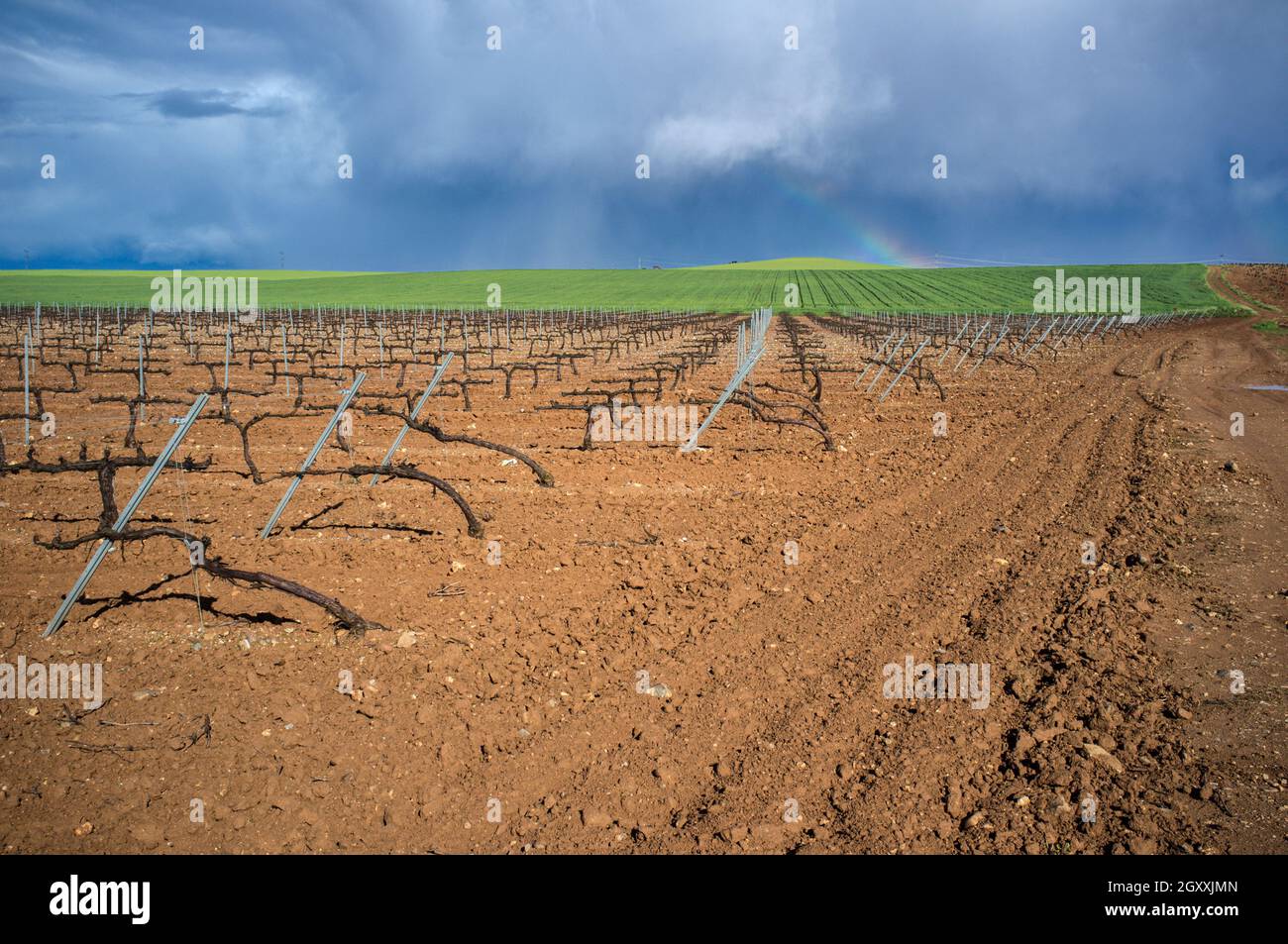 Piantagione di viti e campi di cereali a Tierra de Barros County. Cielo tempestoso e arcobaleno come sfondo. Solana de los Barros, Extremadura, Spagna Foto Stock