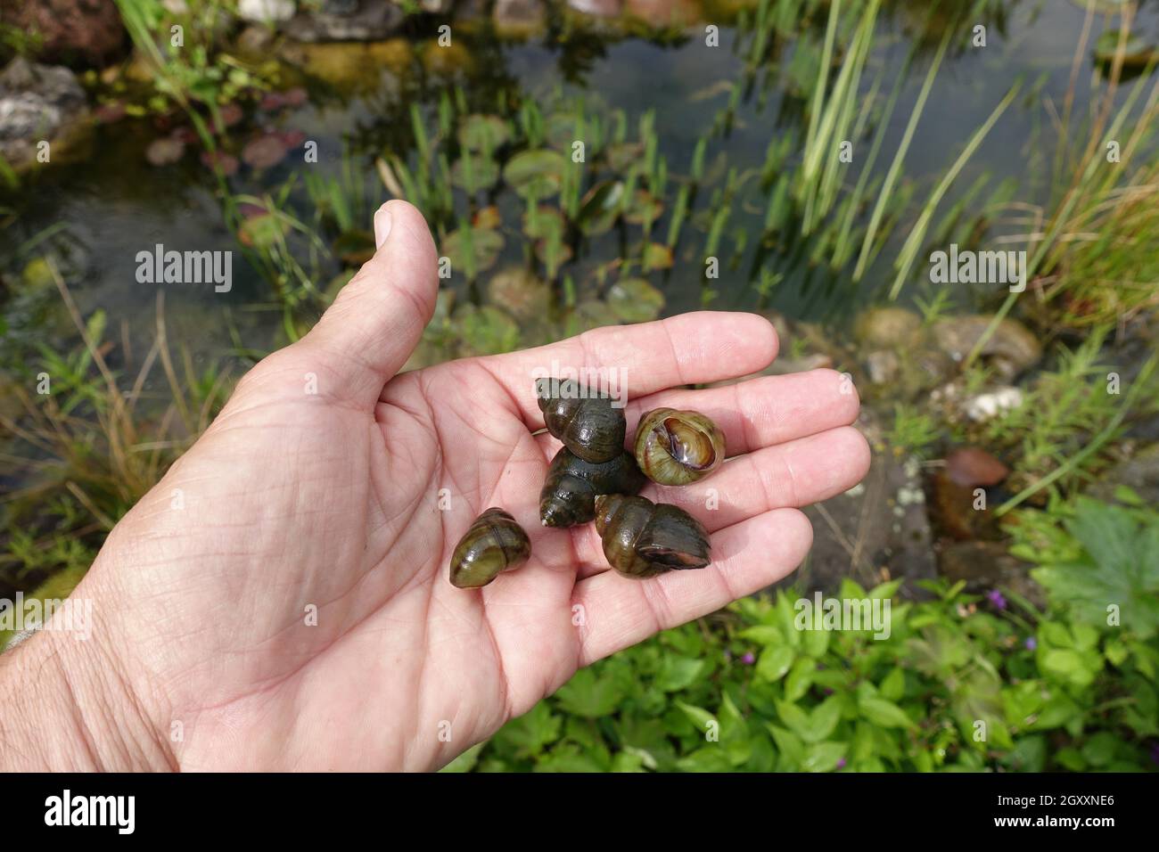 Stumpfe Sumpfdeckelschnecke, auch Flussdeckelschnecke (viviparus viviparus), auf einer hand liegend, Weilerswist, Nordrhein-Westfalen, Deutschland Foto Stock