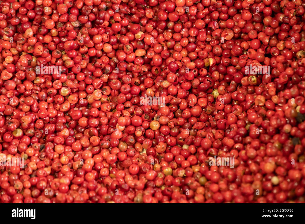 Rosa pepper texture peppercorn fondo sud americano spezia Brasile e Perù origine Foto Stock