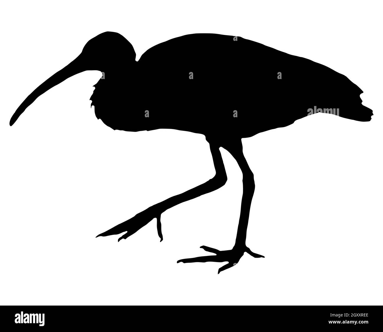 Schwarze Silhouette eines Roten Ibis auf weiss Foto Stock