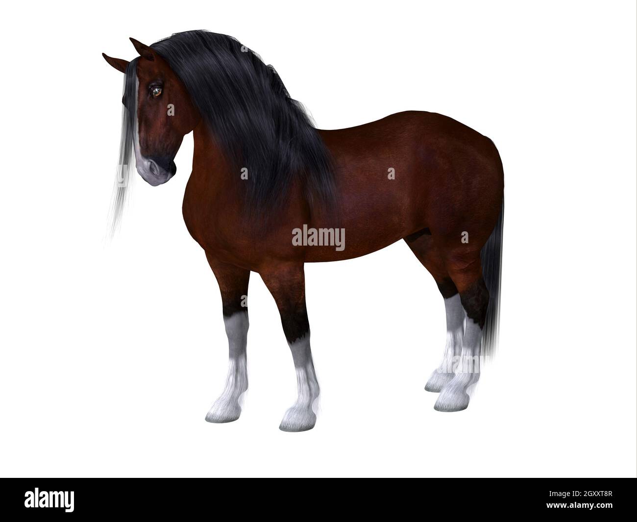 Il Clydesdale è una razza distintiva di cavalli sviluppata in Scozia come una pesante bozza per fare lavoro agricolo. Foto Stock