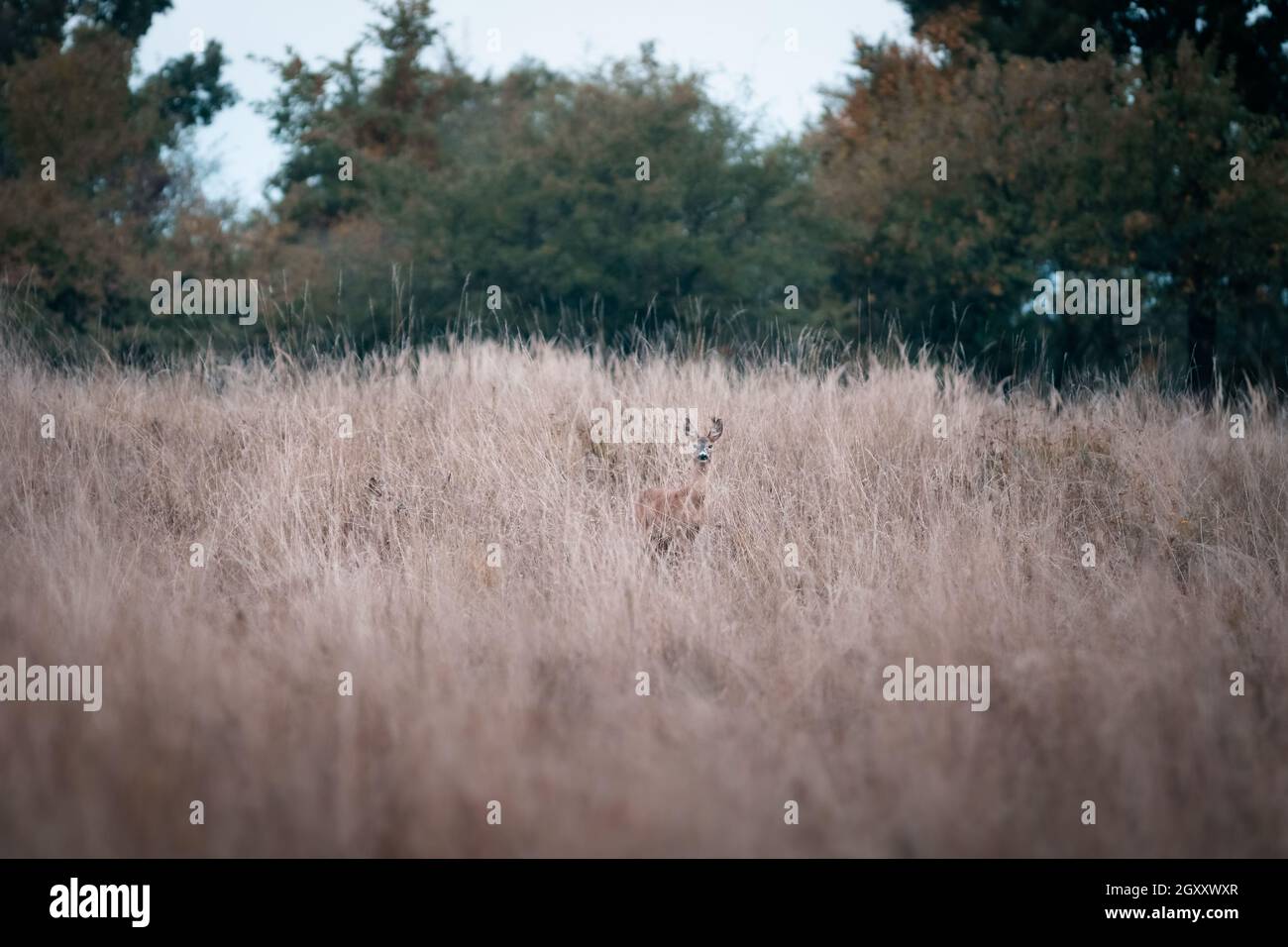 Daini di caccia durante il rut in autunno , fauna selvatica natura animali fotografia, utile per cacciatori, riviste di caccia, articoli, giornali Foto Stock