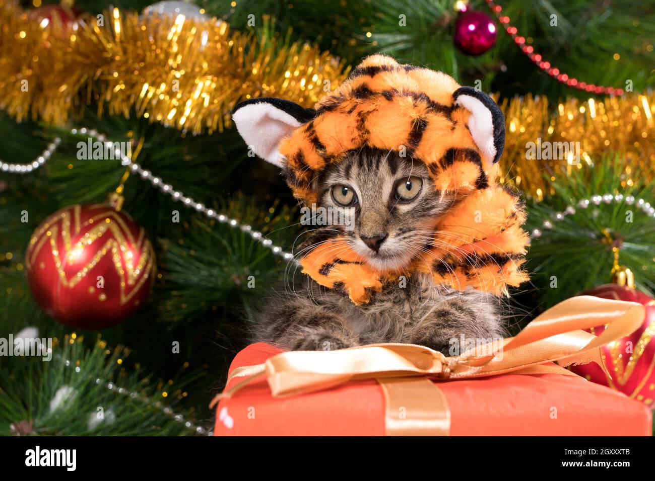 Un gatto in un costume tigre si siede vicino ad un albero di Natale e guarda via. Foto Stock