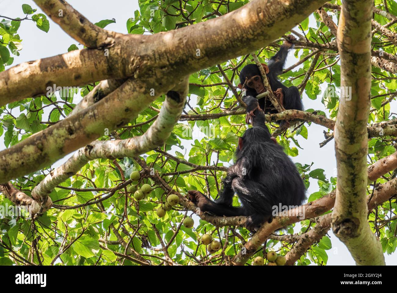 Chimpanzee comune - Trogloditi Pan, grande scimmia popolare da foreste africane e boschi, Kibale foresta, Uganda. Foto Stock