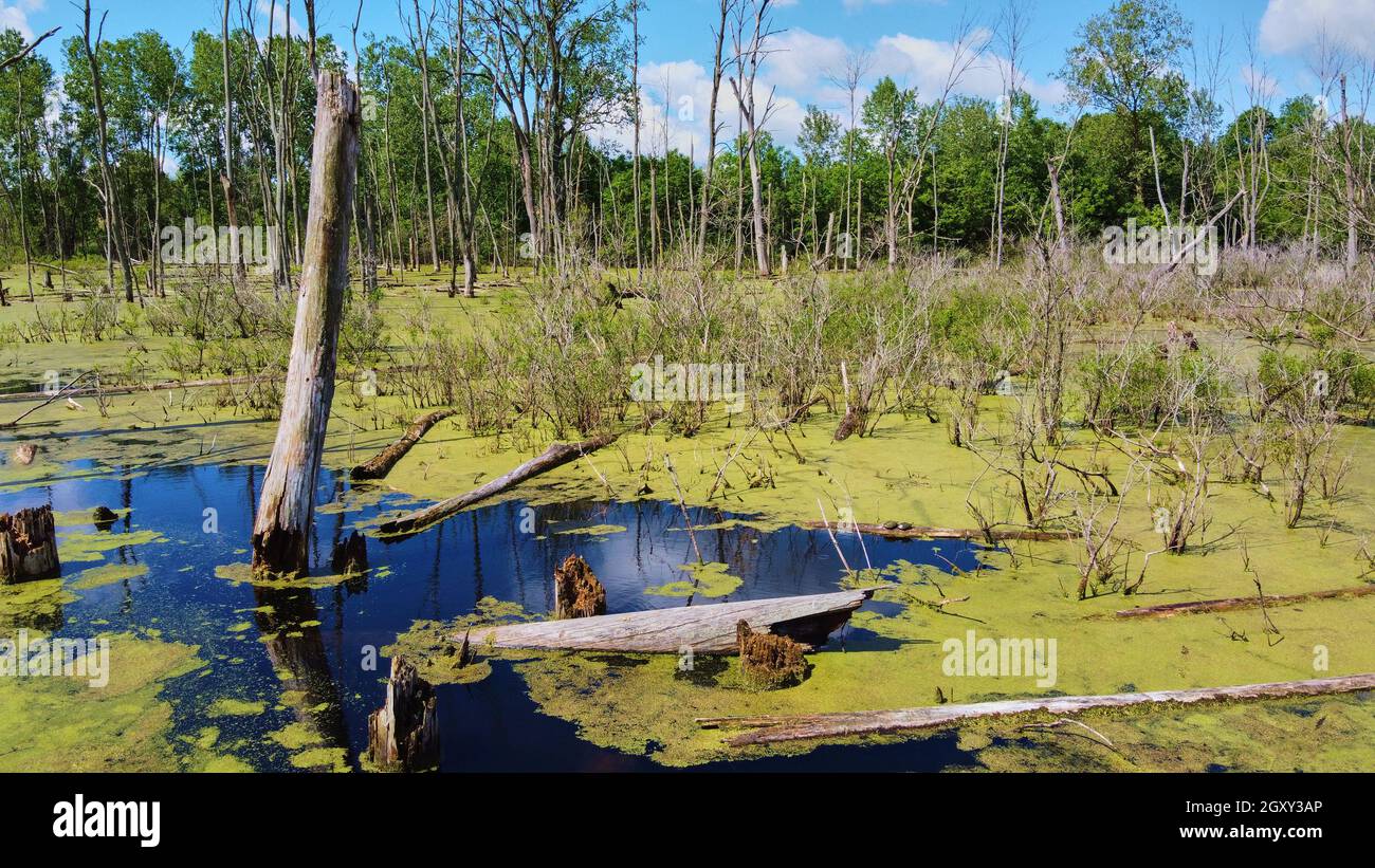 Palude con strato di alghe verdi e dettaglio di tronco di albero morto Foto Stock