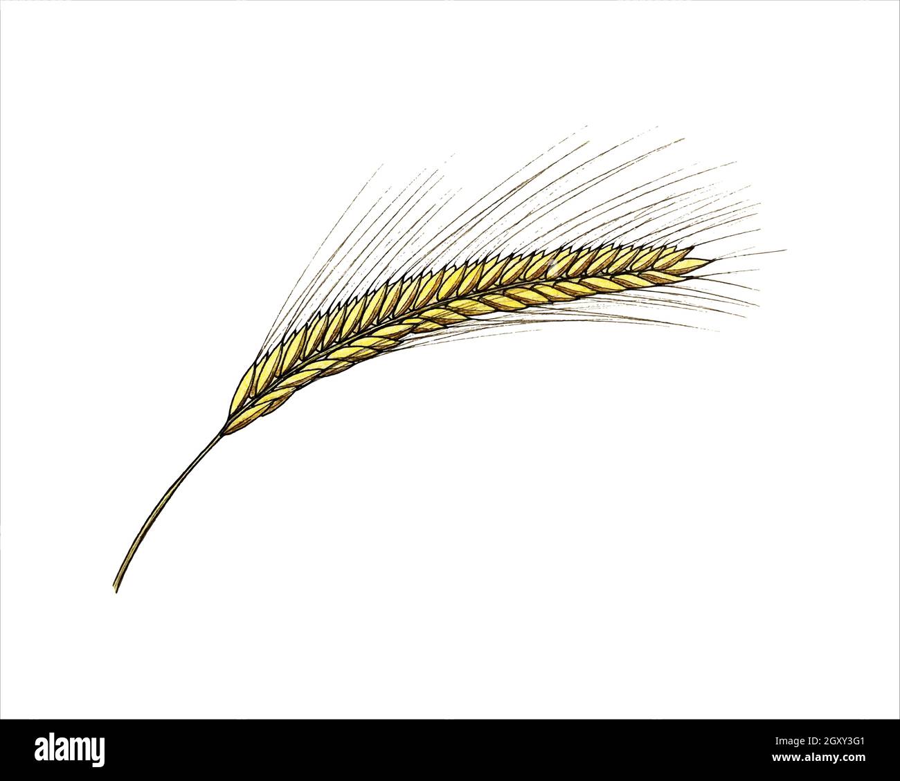 Orecchio di grano con grani disegno di acquerello fatto a mano. Illustrazione vettoriale Illustrazione Vettoriale