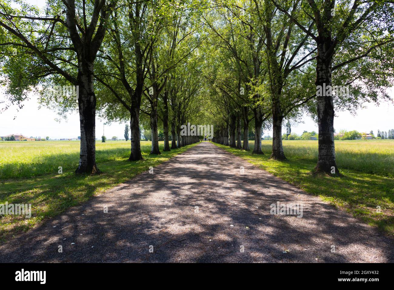 Strada rurale segnata da alberi in file parallele nel mezzo di campi di colture, Italia. Foto di alta qualità Foto Stock