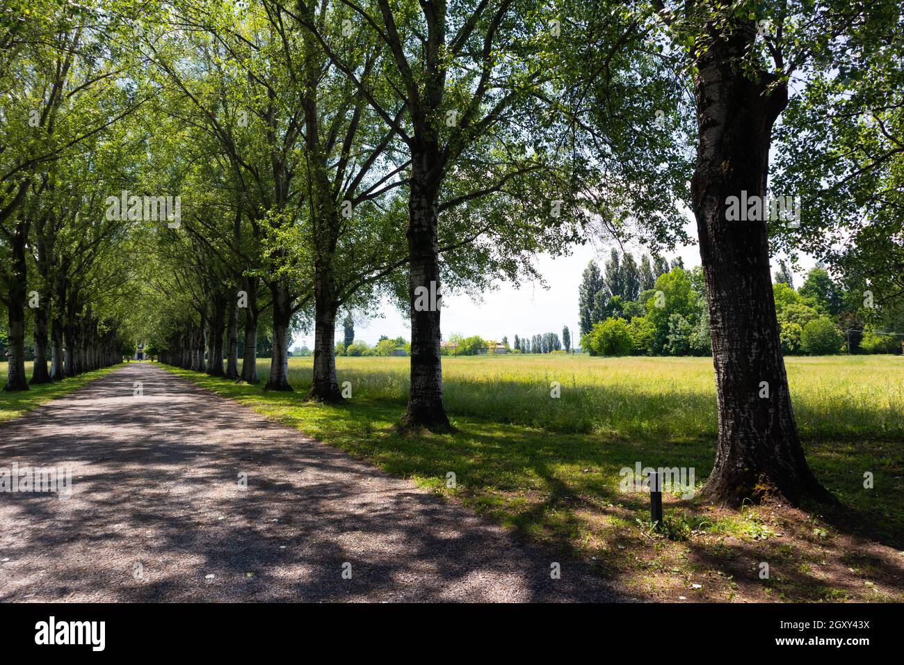 Strada rurale segnata da alberi in file parallele nel mezzo di campi di colture, Italia. Foto di alta qualità Foto Stock