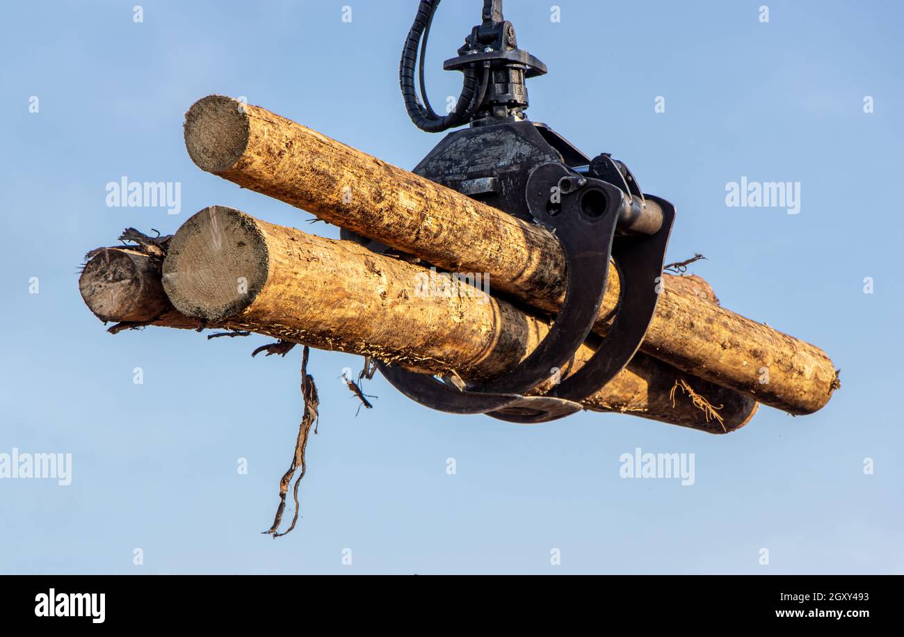 Una gru con ganasce carica tronchi di albero, sul dorso blu. Foto Stock