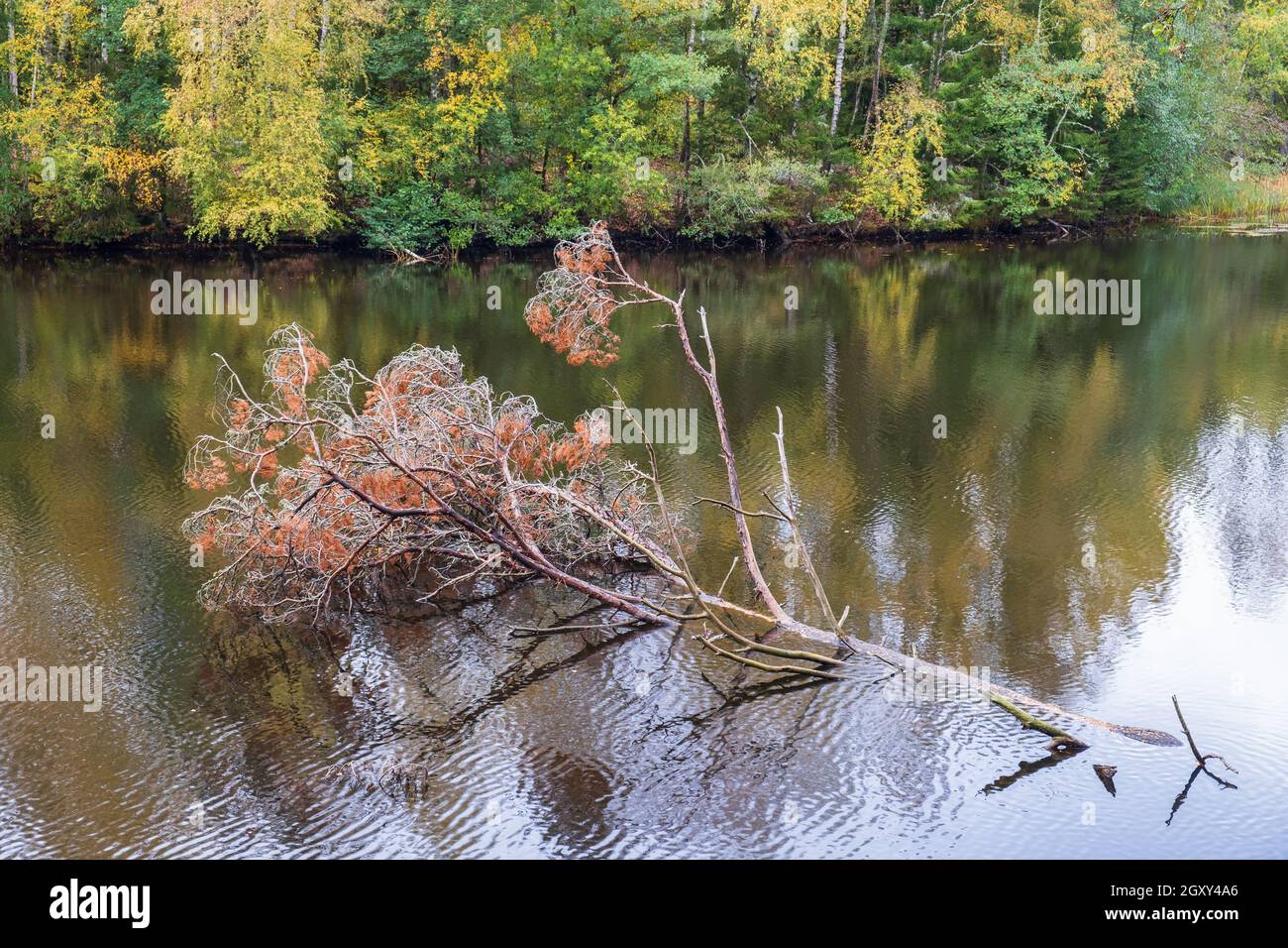 Vecchio albero di pino che galleggia in un ruscello Foto Stock
