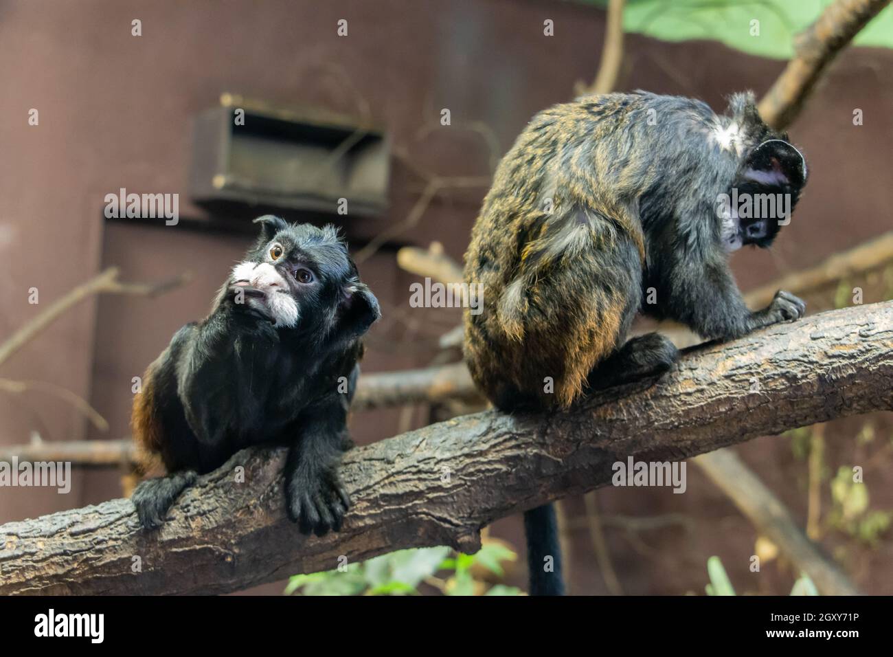 Il tamarino moustached (Mystax Saguinus) si siede su un albero in un vivaio. Foto Stock
