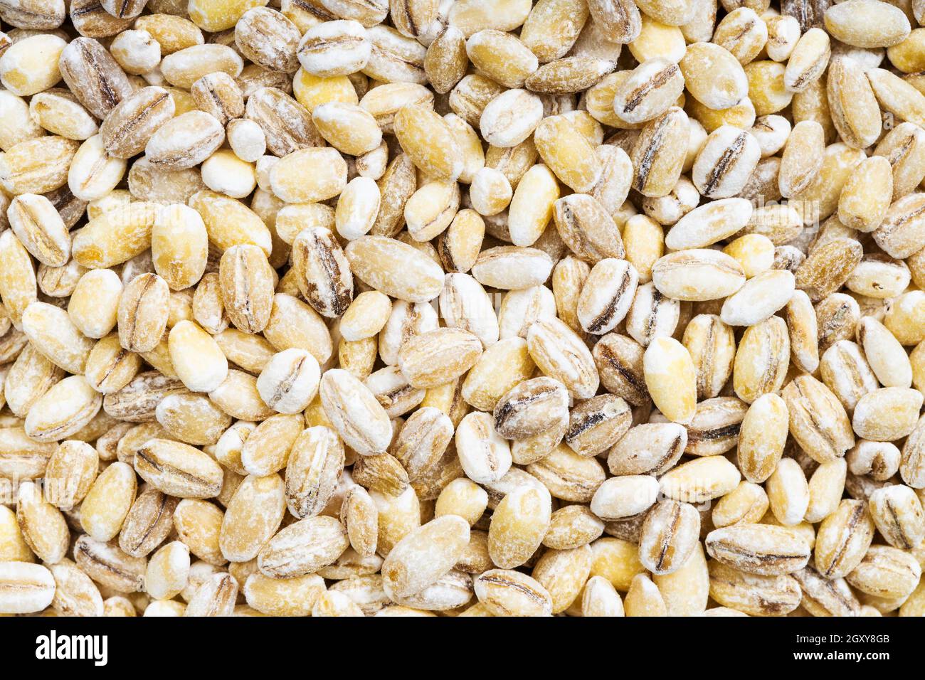 cibo di fondo - grani di orzo perlati non cotti Foto Stock