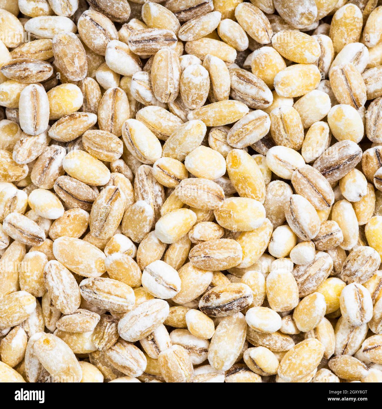 fondo di cibo quadrato - grani di orzo perlati non cotti primo piano Foto Stock