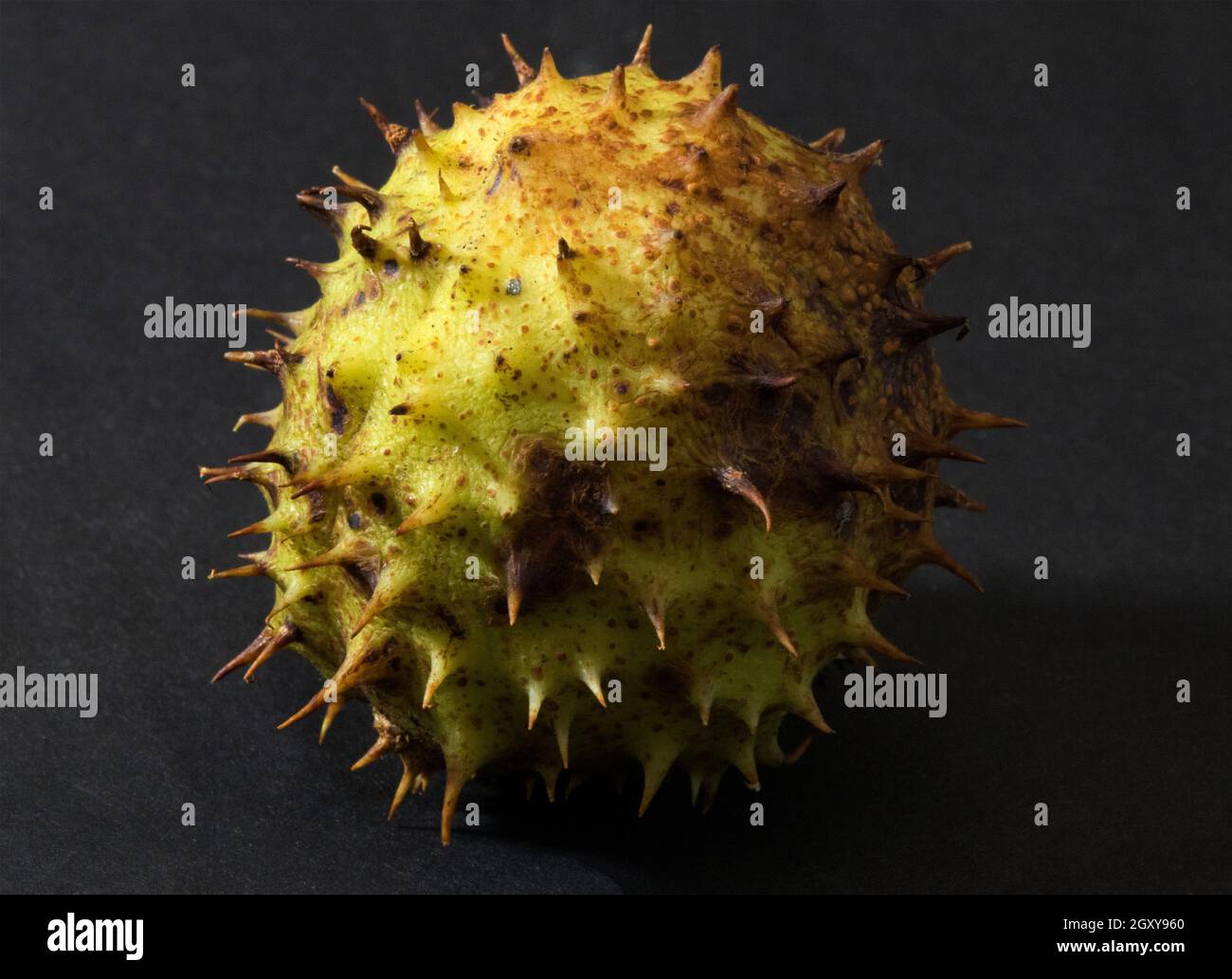 Il seme o conker del Cavallo-castagno è racchiuso in un caso spinoso rotondo fino a che non è pronto per essere disperso. Il caso si divide quindi in posizione aperta Foto Stock