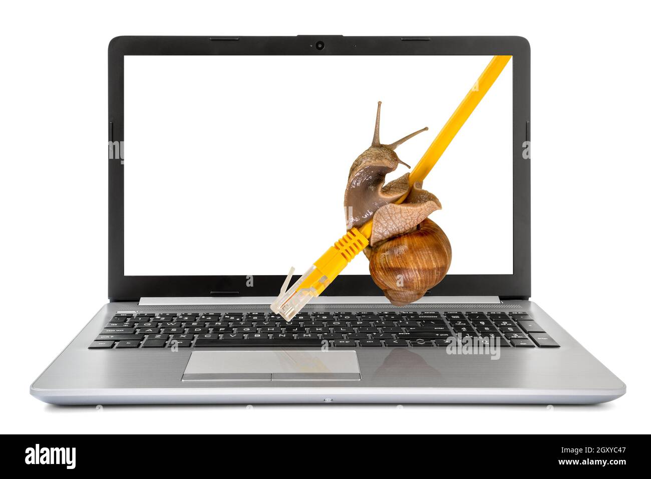Computer portatile con una chiocciola che si insita su un cavo di rete  giallo. Internet concetto lento Foto stock - Alamy