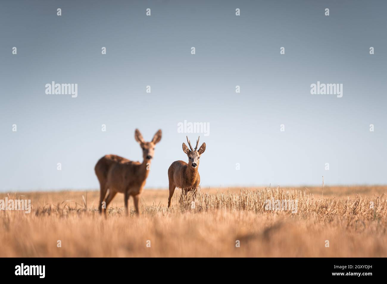 Capriolo, capreolus capreolus maschio e femmina durante il rut in calde giornate di sole nel grano, natura selvaggia in Slovacchia, utile per riviste, articoli Foto Stock