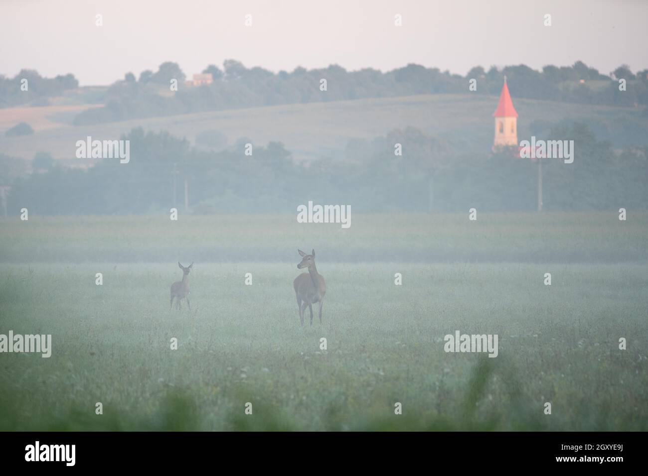 Femmina e giovane cervo rosso, cervus elaphus nascosto nella nebbia mattutina estiva vicino al vilage, utile per riviste, articoli e carte da caccia Foto Stock