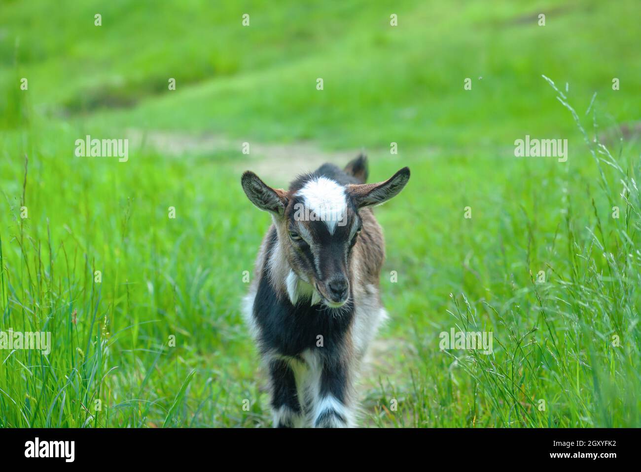 Dolce faccia capra capretto in closeup pascolo estate. Paesaggio primaverile con testa di capra carina in campo verde. Baby nigeriano capra nana all'aperto vicino Foto Stock