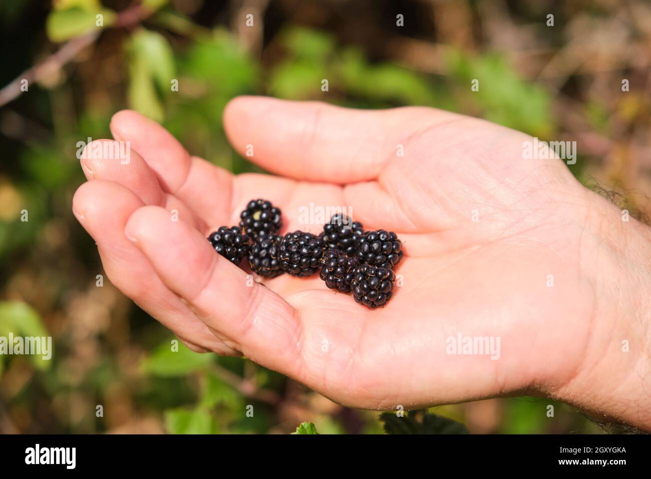 Mano del vecchio uomo con una manciata di more raccolte da un cespuglio di blackberry. Foto Stock