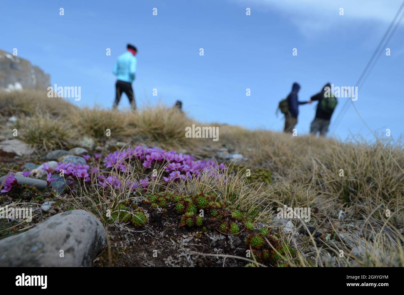 Muschio rosa Campion Fiori nei Monti Carpazi, Bucegi, Romania Foto Stock