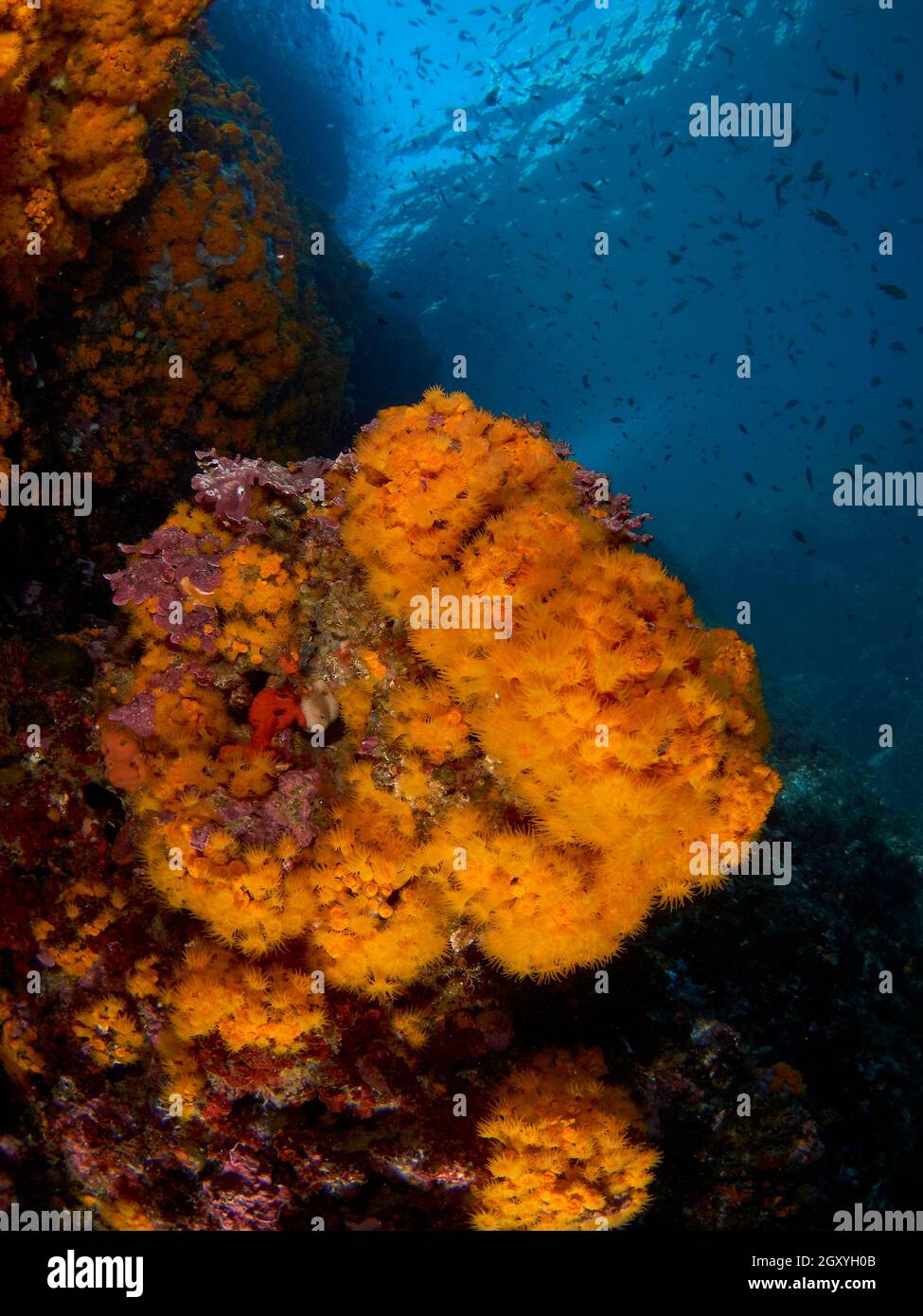 Primo piano della colonia di coralli arancioni nel Mediterraneo. Foto Stock