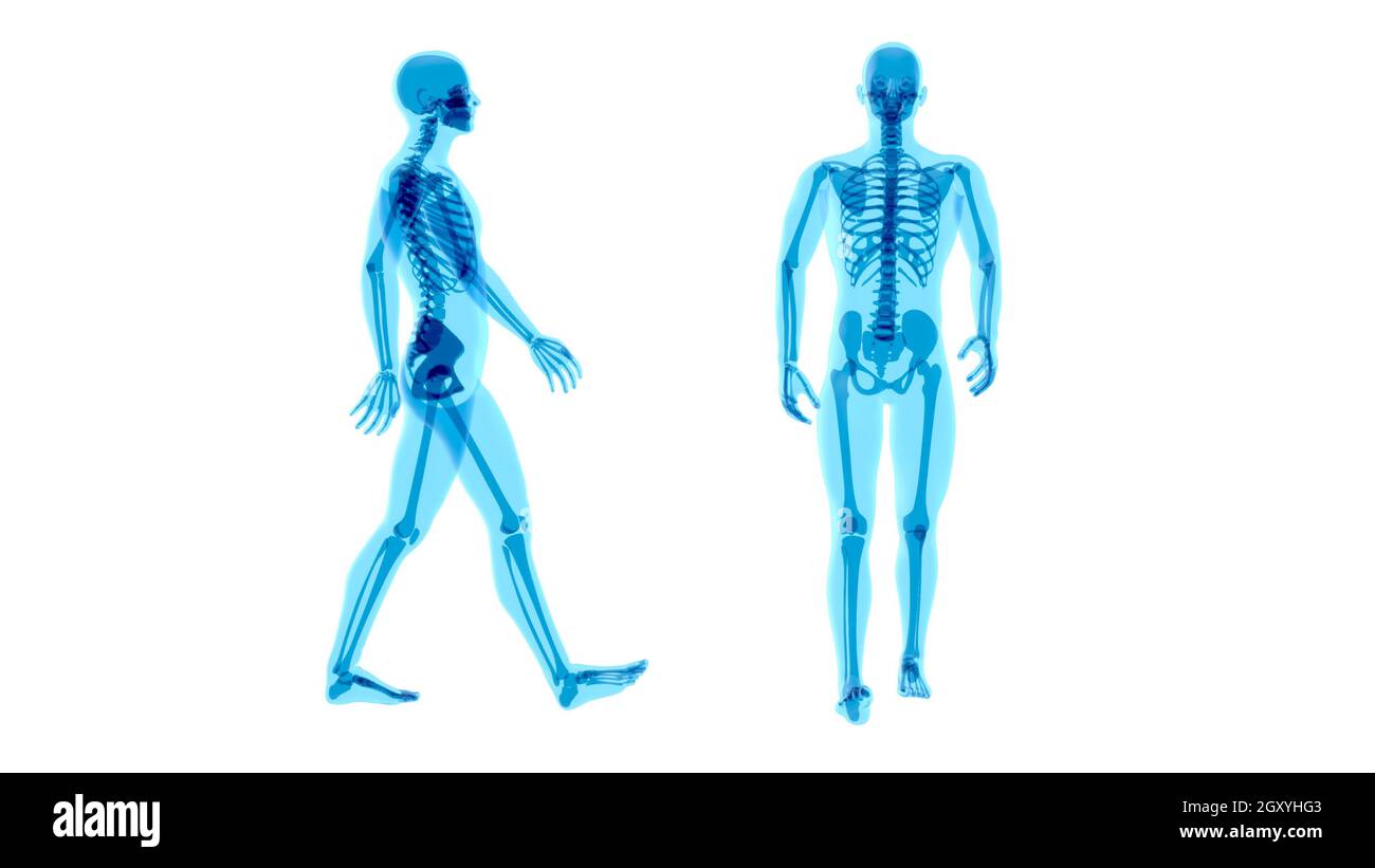 Concetto di anatomia 4K di un uomo che cammina con raggi X. Foto Stock