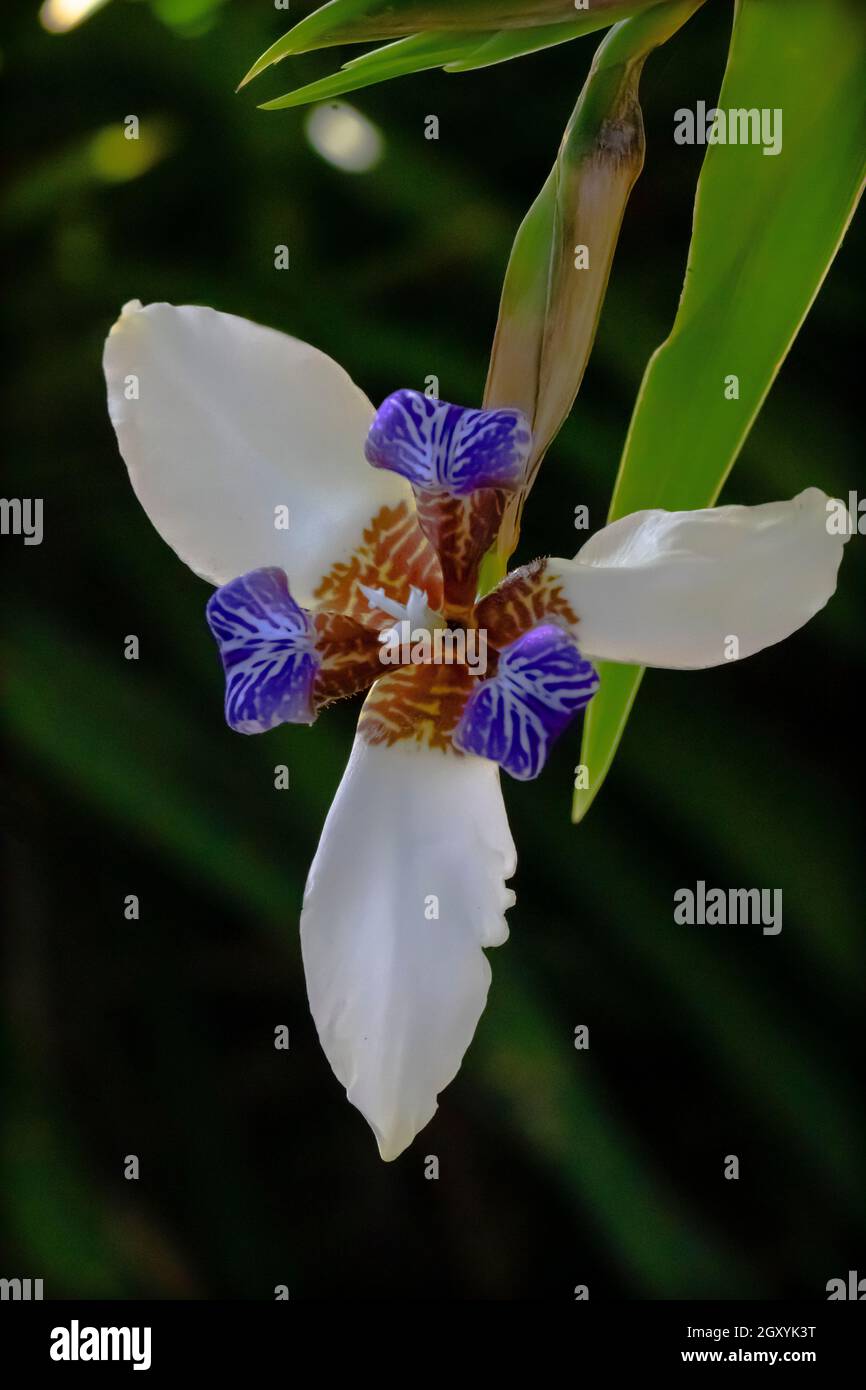 Neomarica gracilis (Walking Iris) fiore dall'alto che mostra petali bianchi con chiazze color marrone cremisi e una banda blu-violetta, una foglia verde visibile sopra Foto Stock